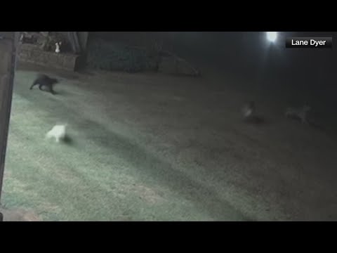 Cat rescues dog from dangerous coyotes