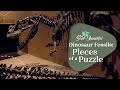 Dinosaur Discovery and Paleontology Quiz
