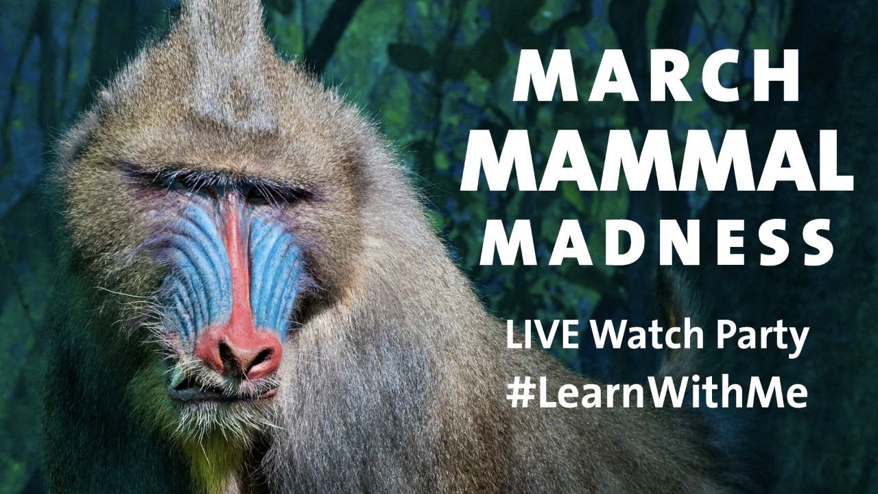 March Mammal Madness Museum Tour YouTube