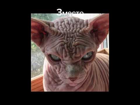 топ5 самых страшных котов😨 - YouTube