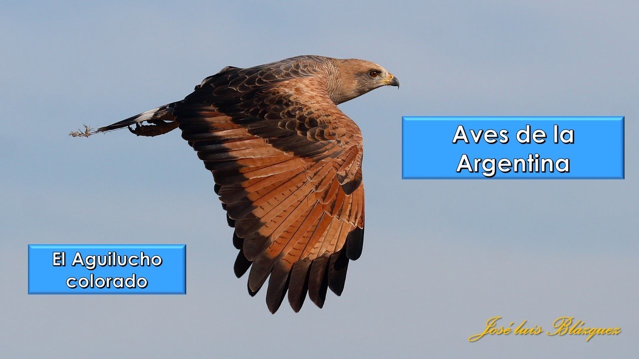 Aguilucho colorado, Savanna Hawk, (Buteogallus meridionalis), Aves de