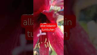 Download Lagu benang sari dan putik pada tumbuhan #BagianBunga #BenangSari #PutikBunga #MahkotaBunga #BelajarSains MP3