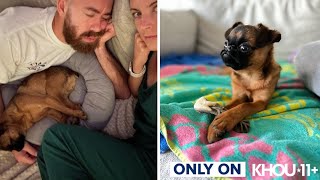 Houston family calls for stronger protections after dog dies while under pet sitter's care