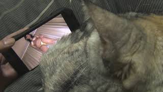 ねことグラビア その5