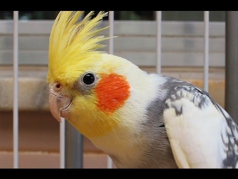 Video: Come Addestrare Un Cockatiel Alle Mani