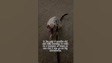 Do all cats like catnip?? #cutecat #kitten #catnip #bengalcat