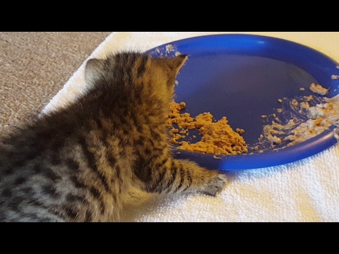 BTTF Kittens Stream Will Be Back Up Soon!