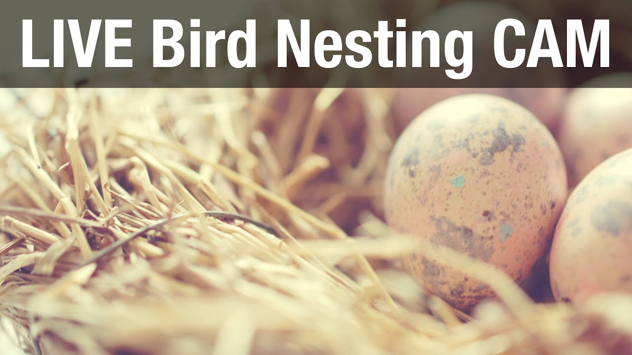 Eier Legezeiten:
14.07.25 - 19:57:50
16:07.25 - 14:21:25

📼 NO RECORDING - It's a real Livestream!
Here you see a nest box of  wild free-living native birds.

This nest box cam is located in Recke (North Rhine-Westphalia, Germany) in a garden. 
All NatureTec live cams:
🦔 LIVE Ground Feeder Cam: https://youtu.be/4kRzwJXaeIM
💦 LIVE Bird Bath Cam: https://youtu.be/t20fPDAZxCA
🐦 LIVE Bird Feeder Cam Uplengen: https://youtu.be/l0nT3wSnxEo

This 24/7 livestream has a 12 hours rewind function. 
Move the mouse over the red bar in the livestream to rewind.

⭐️ Join NatureTec on Discord for free (more than 2,100 NatureTec members)⭐️
At Discord you can find news, pictures and videos every day, get in touch with the community, ask questions, take part in surveys, chat privately, present your creative artwork, find a lot of information about the animals and much more - all for free: 
Create an account: https://discord.com/register
Come to the community: https://discord.gg/zDG54nAs2S

📷 BEHIND THE SCENES 📷
Click here for a virtual 360° panorama tour: https://cutt.ly/pano
Here you can see photos of the station: https://cutt.ly/station-pics
And here is a map with the location of the station in the garden: https://cutt.ly/gardenmap
If you want to see photos of all the stations, the surroundings, the garden and the other nesting boxes, take a look at my photo album. From time to time I will add new photos: 
https://cutt.ly/alben

❔ QUESTIONS ❔
Here you will find answers to the most important questions: 
https://cutt.ly/faquestions

❤️ SUPPORT ❤️
We are very grateful about every donation. 
https://cutt.ly/donating
Thank you very much for your support 🙏

🕵🏻 HELP 🕵🏻
I want to compile the best moments from each stream. So that I can record great moments you have to help me. If you see rare birds or funny or interesting situations, write the exact timestamp in the chat. Thank you for your helping creating great content.

💬 COMMANDS 💬
You can enter the following commands in the chat to get further information:
!commands  - shows all commands
!weather  - shows you the current weather in Recke with temperature, wind and humidity
!pano  - shows a virtual panorama tour of the feeding stations
!member  - become a member
!rules  - shows you the chat rules

⛔️ CHAT RULES ⛔️
Be respectful. No political, religious, racist, sexual or offensive comments. No spam, no advertising and no comments about killing animals. We accept any language in chat!

∗∗ I only use and advertise products that convince me and that I consider recommendable.

#live #birds #nest