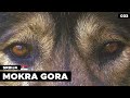 MOKRA GORA | Prirodne lepote Srbije | Srbija putopis | Andrej Maricic