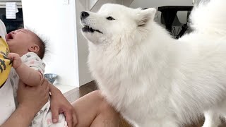 My Dog Cries After Hearing a Baby Cry