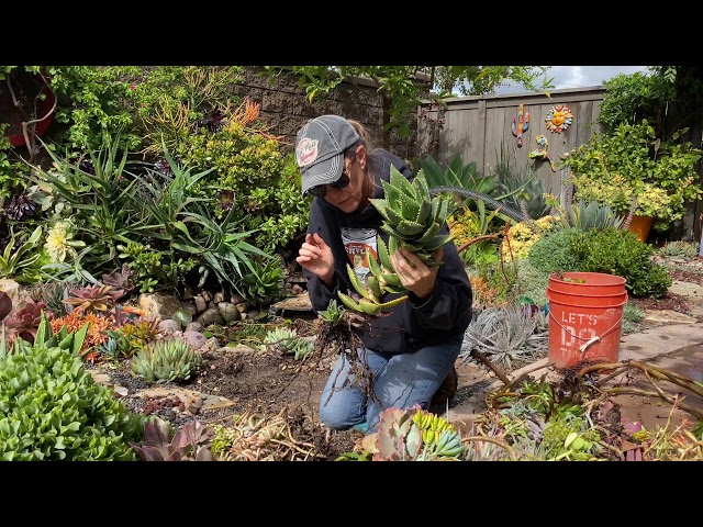 Trimming Succulent Roots and Tackling Overgrown Garden Space