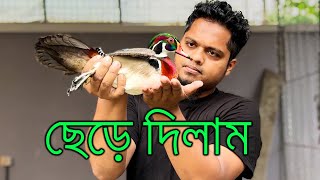 আবেগ উপেক্ষা করে ছেড়ে দিলাম উড ডাক | Home Breed Wood Duck Gone Forever