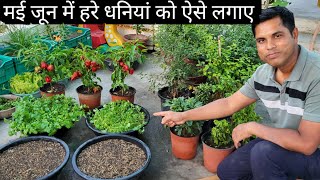 गर्मी में हरा धनिया उगाने का आसान तरीका How to Grow Green Coriander Leaves in Summer by Hamari Bagiya 11,141 views 7 days ago 12 minutes