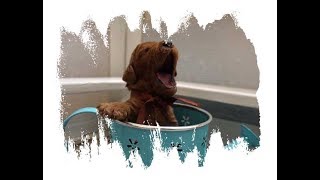 Red standard poodle puppies Spring Dreams by Debra Pohl 194 views 5 years ago 3 minutes, 19 seconds
