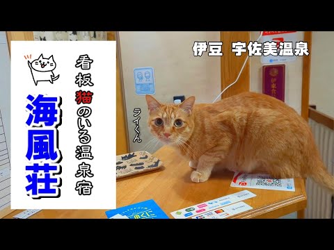 【猫のいる温泉宿】伊豆  海風荘／宇佐美 ４匹の猫が出迎えてくれる温泉民宿／伊豆シャボテン動物公園 カピバラ天国