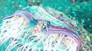 Batu Tinggi, Tulamben, Bali. 31/03/2025