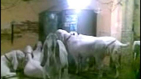 C:\Documents and Settings\Administrator\Desktop\New Folder (2)\Mr Faheem 03007336198.3gp