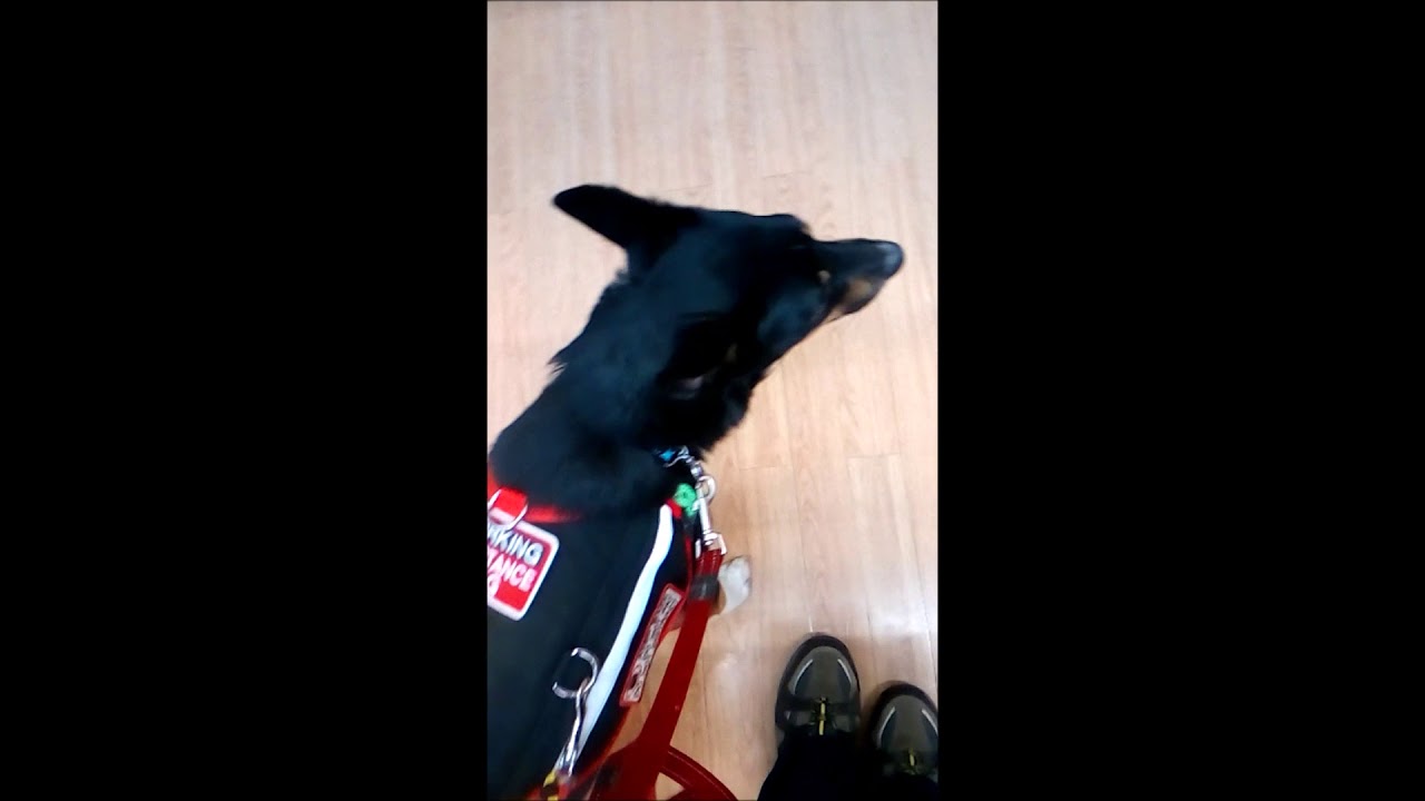 Assistance Dog Training Skuggi at Big W 10119 YouTube