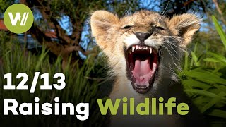 Wild Dog, Owls & Bat Eared Foxes | Raising Wildlife (12/13) by wocomoWILDLIFE 579 views 4 months ago 26 minutes