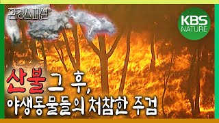 산불 그 후, 처참한 주검으로 변한 야생동물들 [환경스페셜-침묵의 증언, 산불이 남긴 것] / KBS 20000503 방송