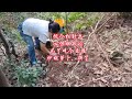 为了吃个自己种的豆豉炒胡萝卜上山挖土我也是服了自己#我的小菜园 #松针土 #胡萝卜种植 #新农人计划 #浙江
