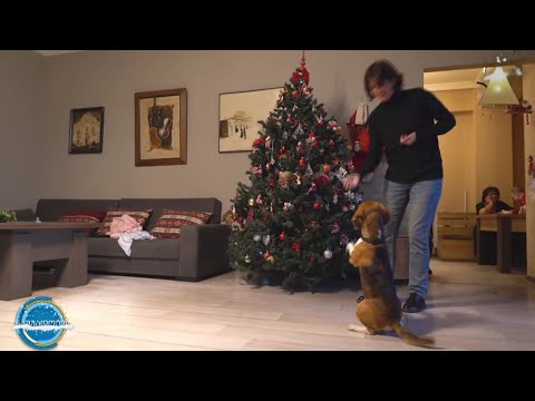 #ნაშუადღევს ოთხფეხა მეგობრები