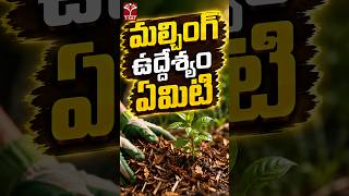 మల్చింగ్ ఉద్దేశ్యం ఏమిటి ? | T-SAT @TSATNetwork