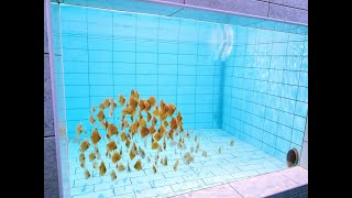 BABY DISCUS FISH FEEDING  IN 4000L TANK - ROYAL MENU granules feeding.