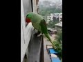 ببغاء تم نسيانه خارج المنزل يطرق الشباك وينادي ماما ماما