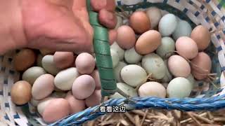 【My Farm Life｜動物たちと農家生活】さあさあ、今日の動画はこちらです！鶏、アヒル、ガチョウの卵はすべて放し飼いで育てられています。Collecting Eggs #farmsfarmers