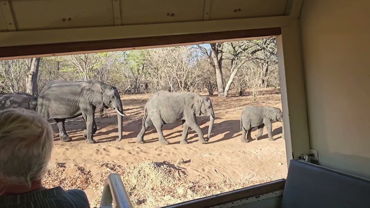 Elephant Vocalization