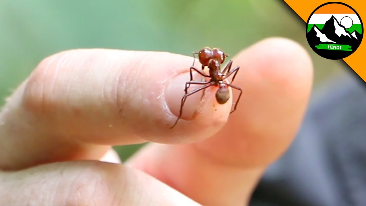 लीफ-कटर चींटियों ने काटा! कोस्टा रिका में चींटी का काटना | खतरनाक कीड़े | Brave Wilderness Hindi