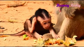 Very pity newly baby Tyson is so itchy BUT pigtail monkey Bella comes to talk & kiss baby Tyson.
