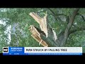 Man struck by falling tree in Central Park