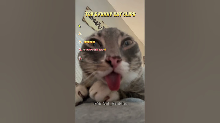 Top 5 funny cat clips this week!🐈😂 #cat #animalshorts #cute #catlovers #funny #petlovers #funny