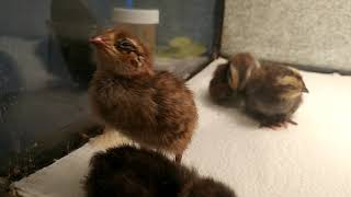 Curious, Scared, But Too Sleepy (3 Days Old)