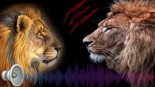 5 Minutes of Two Lions Roaring in Response !!! 