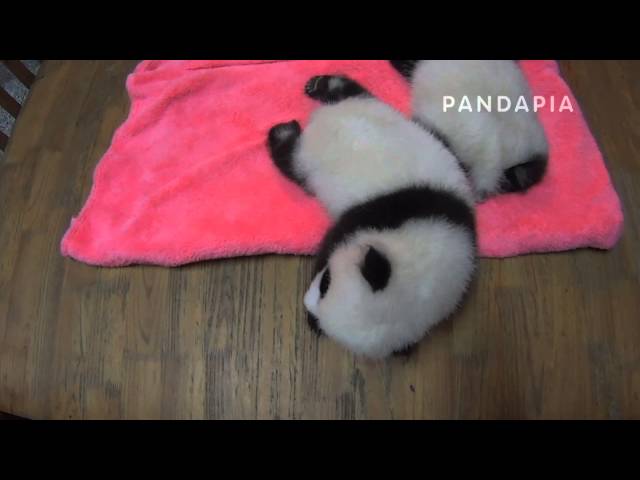 2014年生まれのパンダ ﹣星語 - YouTube