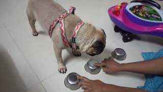 Tried new game task for scooby🥴🥴. Result 😱 #puglover #scoobypug #dogslover #dogtraining #pug by Scooby Veedu 647 views 1 year ago 5 minutes, 18 seconds