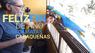 Guacamayas Caraqueñas Feliz Fin de Año 2022