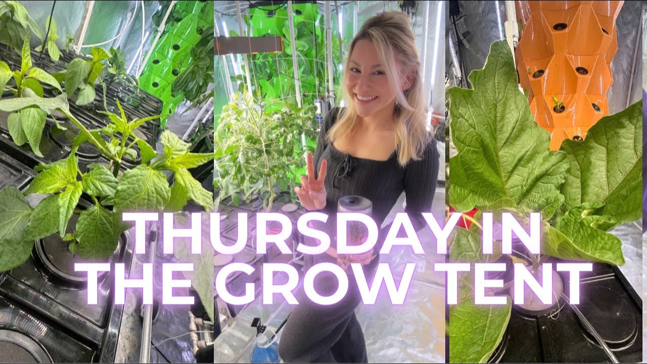 LIVE: THURSDAY IN THE GROW TENT 🌱 - YouTube