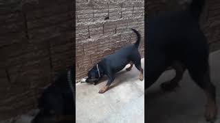 Rottweiler x Pitbull mistura