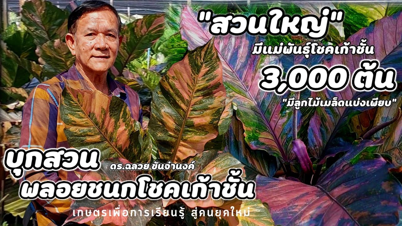 บุกสวน | พลอยชนกโชคเก้าชั้น เจอสวนนี้บอกเลย.. ใหญ่มาก❗️มีแม่พันธุ์ เกือบๆ3,000ต้น มีลูกๆแบ่งปันครับ