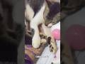 #cat #trending #viralvideo #catlovers #cute