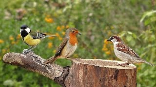 Birds Singing in The Morning : Garden Birds Video and Bird Sounds