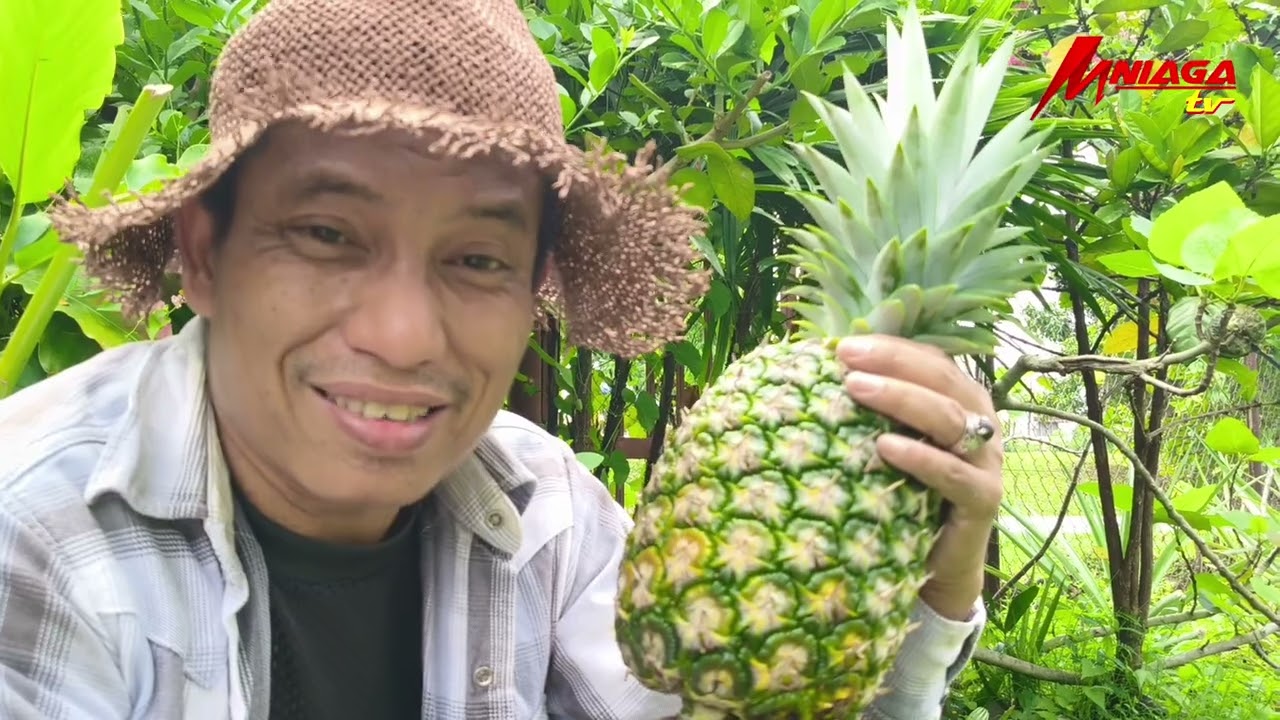 Part-1 Kaedah atau cara tanam pokok nanas MD2 dan Jambul Emas di tepi rumah