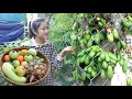 Harvesting Bilimbi fruit, pineapple, tomatoes and winter melon for cooking / Cooking with Sreypov