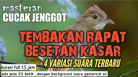 MASTERAN CUCAK JENGGOT | 1.5 JAM NONSTOP | 4 VARIASI SUARA | COCOK BUAT MURAI BATU , KACER , IJO DLL