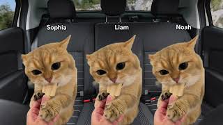 Cat Memes Roadtrip to School Part 1