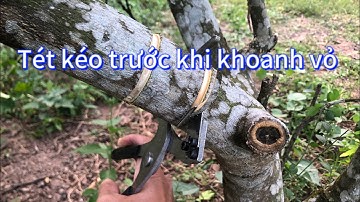 Thử nghiệm dụng cụ trước khi khoanh vỏ trên cây vải thiều .6/9/2023